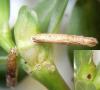 Coleophora texanella